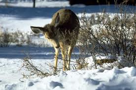 fawn nat'l pk public domain