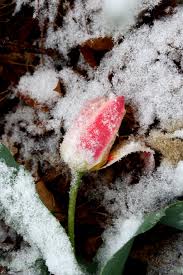 rose in snow