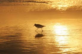 Sandpiper on beach at sunset