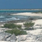 Cozumel turtles hatching