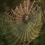 Spider_web_with_water_dews_on_it_in_sunrise