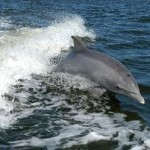 dolphin