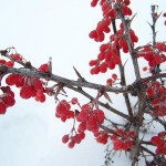 winter berries