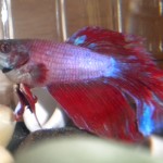 Beta Fish