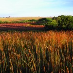 native grasses