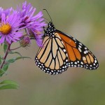 Monarch Butterfly