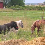 Shetland pony