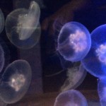 Seattle aquarium jelly fish