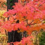 autumn maple