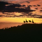 800px-Gulls_at_sunset