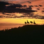 800px-Gulls_at_sunset