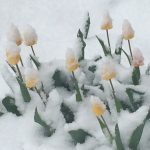 tulips in snow