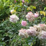 drooping_pink_roses_ii